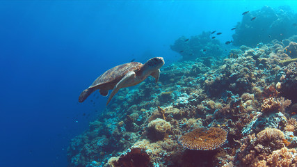 Green Sea turtle swims on a colorful coral reef.