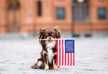 brown chihuahua dog holding an american flag