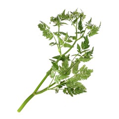 Water fennel (Oenanthe aquatica) on a white background