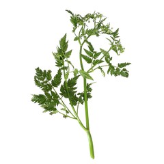 Water fennel (Oenanthe aquatica) on a white background