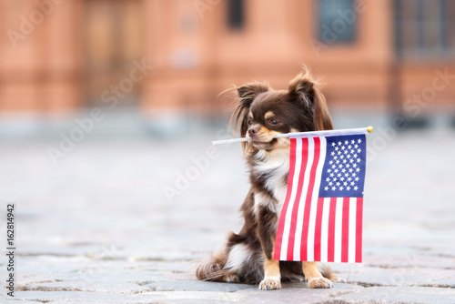 chihuahua dog holding an american flag in her mouth
