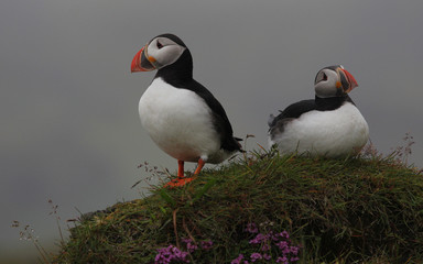 Puffins