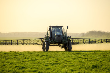 Tractor on the sunset background. Tractor with high wheels is making fertilizer on young wheat. The...