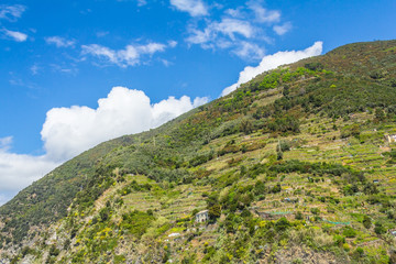 Vineyard on a mountainside in the Cinque Terre National Park, Italy