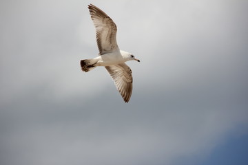 Ring-Billed Gull flying in the sky / Palm Beach, Atlantic Ocean, Florida, USA