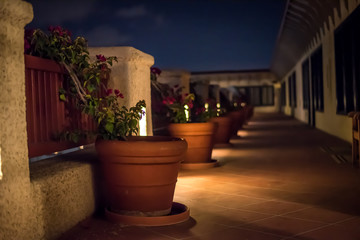 Fototapeta na wymiar Plant pots at night in light 