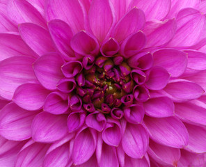 flower and beautiful petals