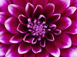 flower and beautiful petals