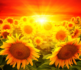 Fototapeta premium sunflowers and sun