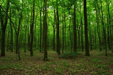 Trees in green forest