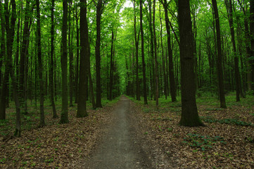 Obraz premium Trees in green forest