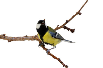 great tit on a branch