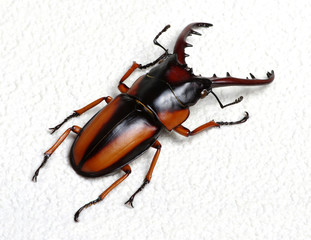 Stag beetle isolated on white