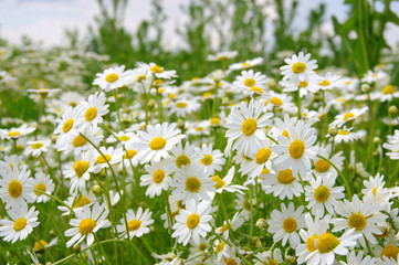 White camomiles on green field