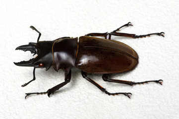 Stag beetle isolated on white