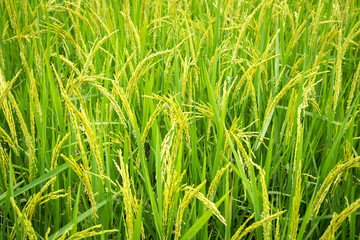 rice field background.