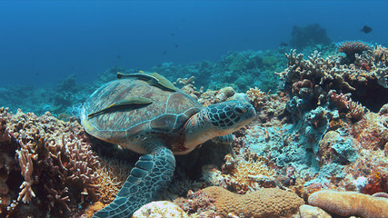 Fototapeta na wymiar Green Sea turtle with two Sharksuckers on a colorful coral reef.