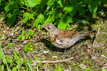 Summer landscape. The bird is a Blackbird sitting on the ground in the grass