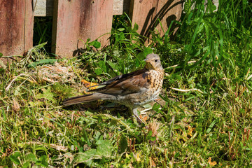 Summer landscape. The bird is a Blackbird sitting on the ground near an old fence in the grass