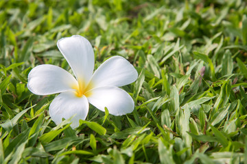 Obraz premium Plumeria on green grass in the daytime.
