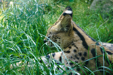 Großkatze im Gras
