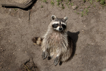 Waschbär im Zoo Osnabrück