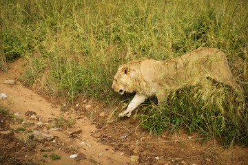 The lion comes from the grass for the journey