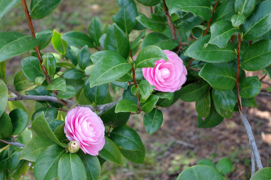 pink blooming kamelia in japanese park in spring