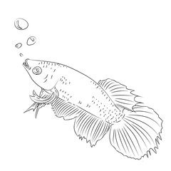 Line Drawing of Fighting Fish Cartoon -Simple line Vector