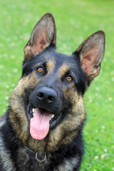 deutscher schäferhund