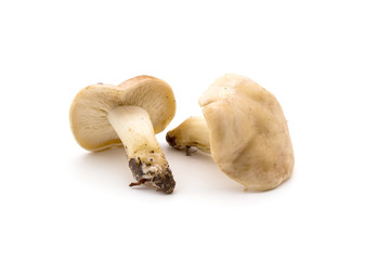 Tricholome de la Saint-Georges