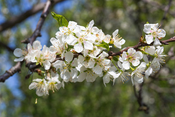 Branche de cerisier