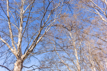 Trees Bare Winter
