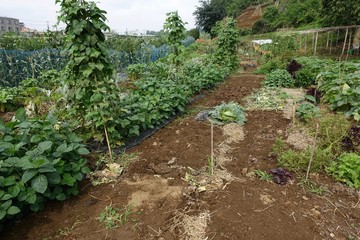 ６月下旬の菜園