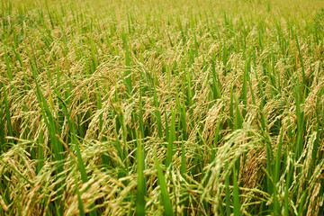 Rice paddies in the green rice fields of Thai farmers organic rice.