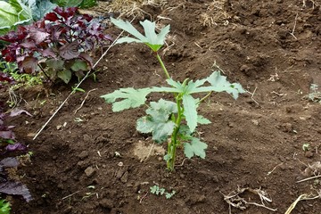 ６月下旬の菜園