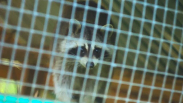 Raccoon in the zoo