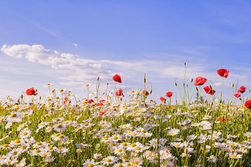 Red poppies and camomile on a background of blue sky with clouds