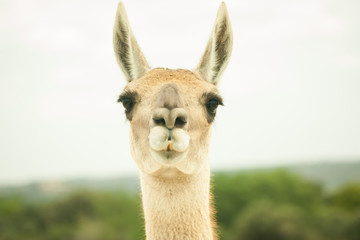 Obraz premium llama en entorno natural desierto