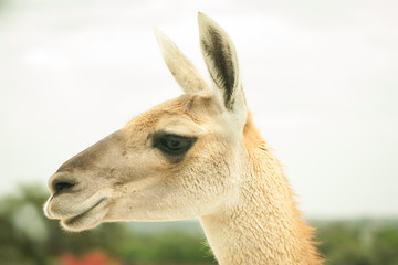 llama en entorno natural desierto