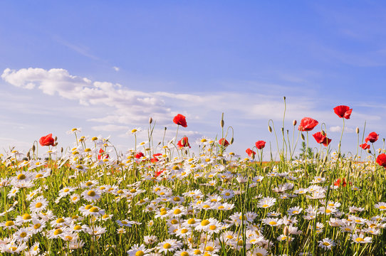 Fototapeta Red poppies and camomile on a background of blue sky with clouds