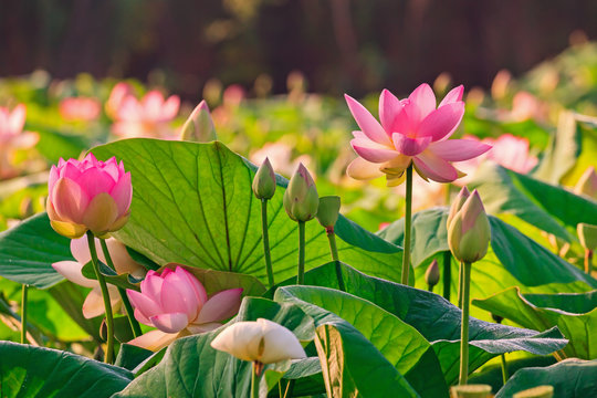 Fototapeta Fleurs de lotus - Nelumbo nucifera  