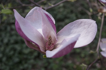 Kwitnąca magnolia - makro