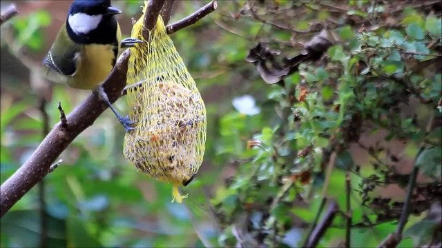 feeding great tit with fat bird seed, Parus major  
