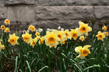 Narcissus flowers in the grass on a brick wall background