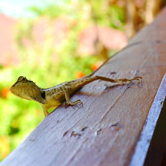 Lizard on my balcony