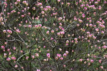 Unblown buds of Rhododendron vaseyi