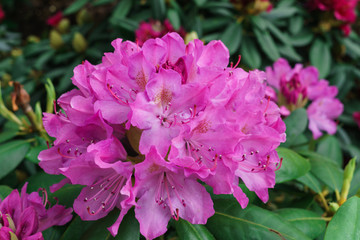 Fototapeta premium Multicolored rhododendrons in the city park in the spring.