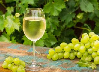 Wine glass with ice cold white wine, outdoor terrace, wine tasting in sunny day, green vineyard garden background.