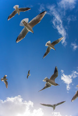 Flying seagulls